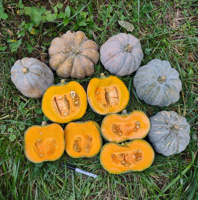 La Noscean Pumpkins