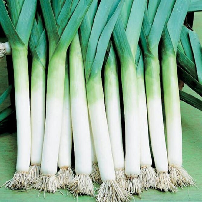 South Sea Leeks
