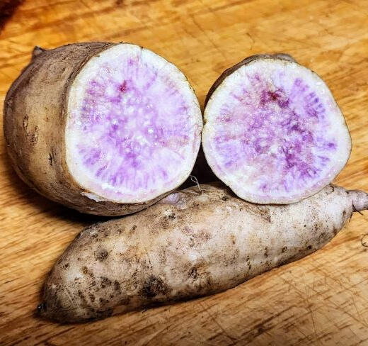 South Sea Sweet Pototo