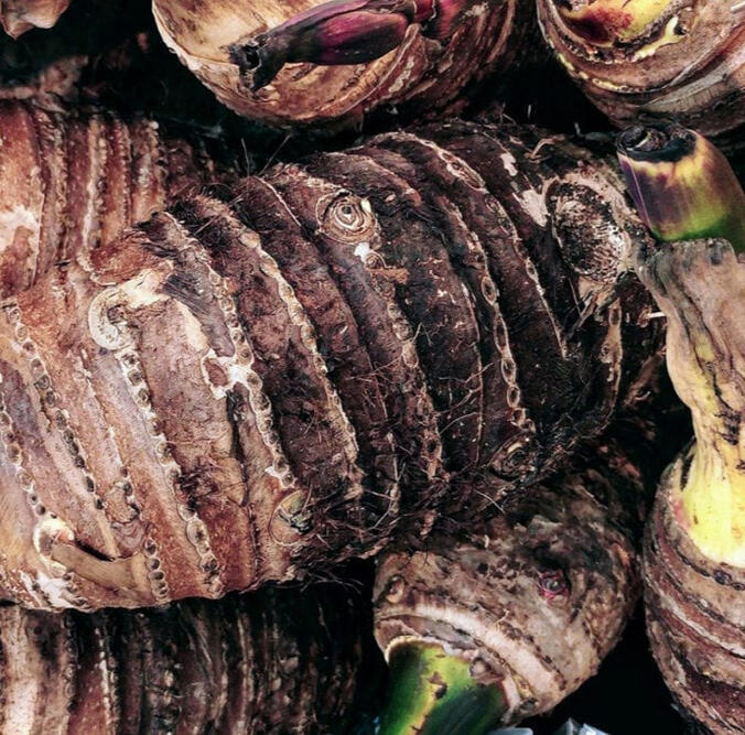 Taro Root