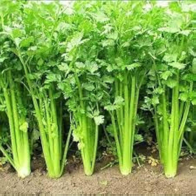 South Sea Celery Taro