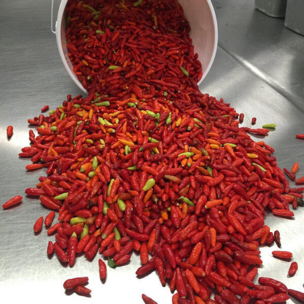 South Sea Chili Peppers
