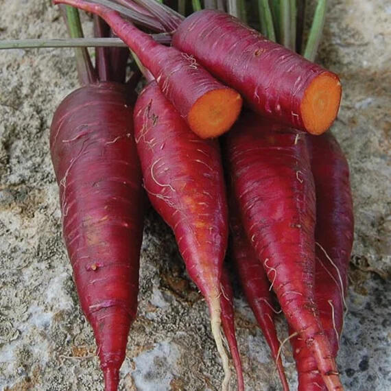 South Sea Carrots