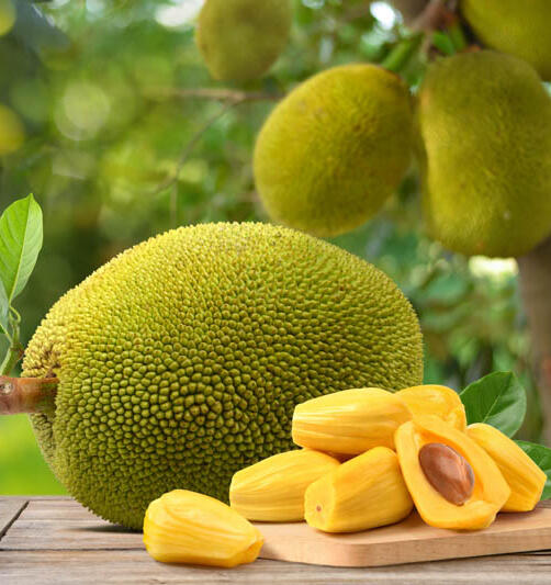 Jackfruit